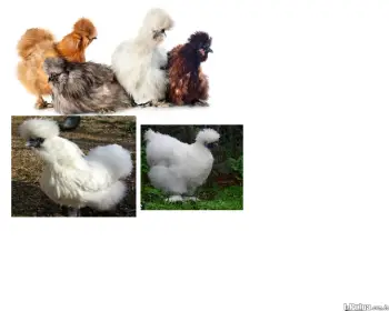 Gallinas peluches o sedosas del japon