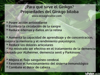 Gingo biloba ginkgo plantas hierbas medicina natural en santo domingo