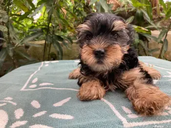 Yorkshire terrier