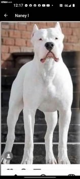 Dogo argentino