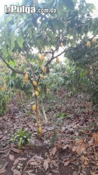Finca en guanuma 57 tareas sembrada de cacao y frutales