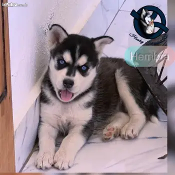 Husky siberiano hembra