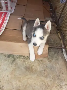 Hermosos husky siberianos  en nagua