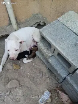 Vendo perra pitbull parida con todo y cachorros