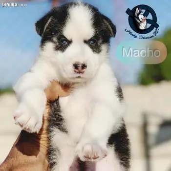 Husky siberiano macho