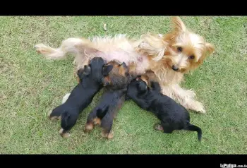 Yorkshire terrier  con chihuahua