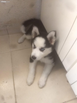 Husky siberiano