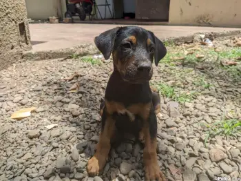 Doberman con pastor alemán 2 meses 849-862-5049 en bonao