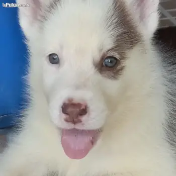 Husky siberiano mes y medio de nacido