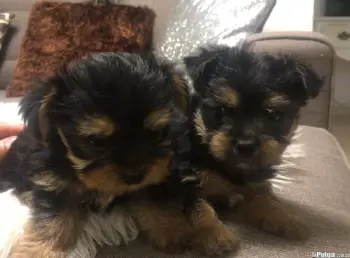 Yorkie terrier buscan hogar listo para entrega