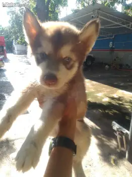 Perro huski siberiano en la romana