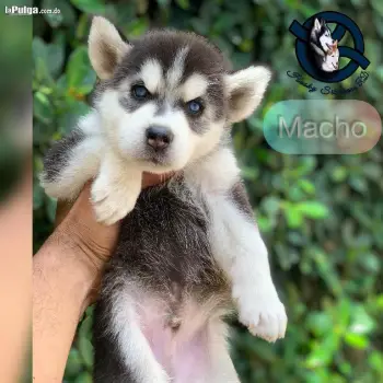 Husky siberiano macho