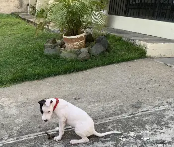 Dogo argentino hembra