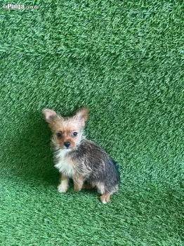 Cachorros yorkipoo