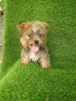 Cachorros yorkipoo