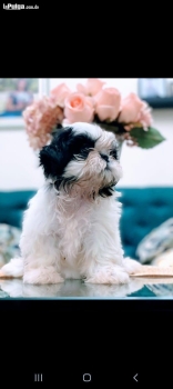 Shihtzu macho