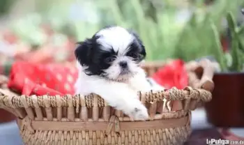 Cachorro shihtzu macho