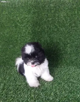 Shih tzu macho