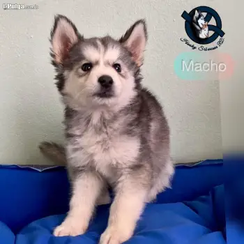 Husky siberiano macho