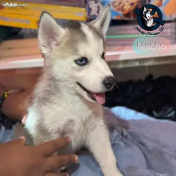 Husky siberiano macho