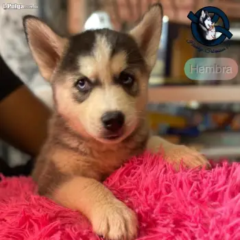 Husky siberiano hembra