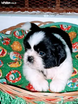 Shihtzu