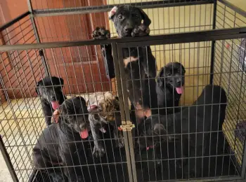 Cane corso madre y padre akc canine partners