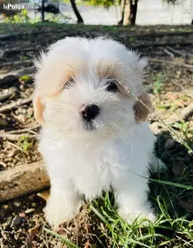 Maltipoo