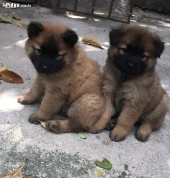 Chow chow 2 meses de nacido