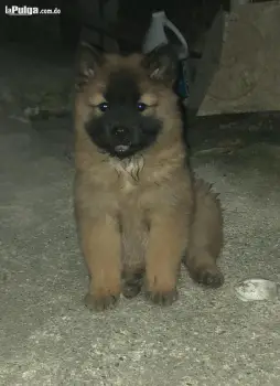 Chow chow puro vacunado desparasitado y va para 2 meses  comen purina