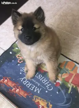 Chow chow va para dos meses vacunado y desparasitado come purina