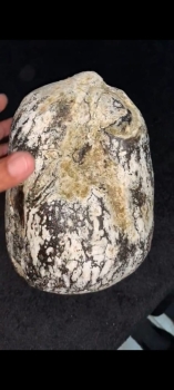 Compro y vendo ambar gris o vomito de ballena