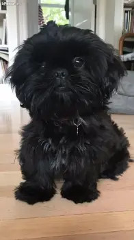 Shihtzu macho