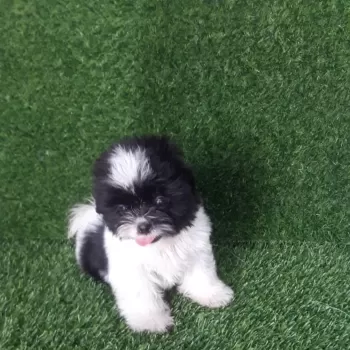 Shihtzu