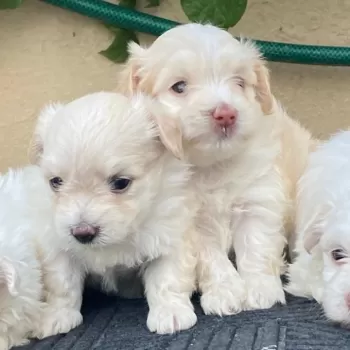 Cachorros maltipoo