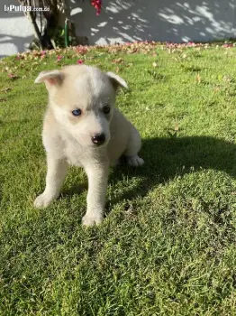 Husky siberiano  en yaguate