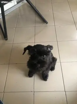 Schnauzer