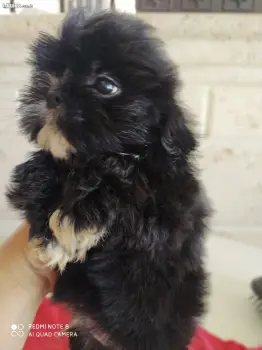 Shih tzu