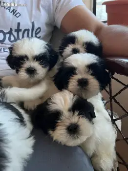 Shih tzu cachorros