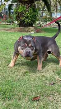 Hermos cachorros american bully xl con pedigrí disponibles.