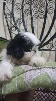 Shihtzu macho