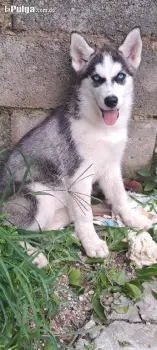 Husky siberiano