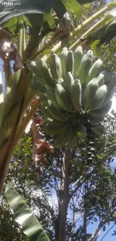 10 tarea de tierra casa de madera pino tratado. arboles frutales