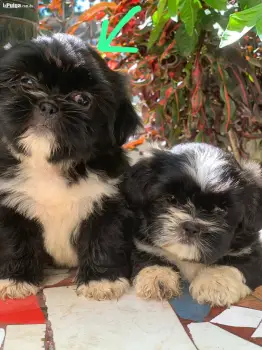 Shih tzu machos