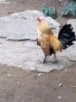 Pareja de pollo kirikiki  en san cristóbal