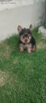 Yorkie toy mini