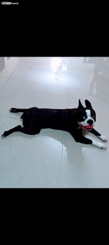 Boston terrier macho adulto