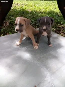 Pitbull blunor con merle