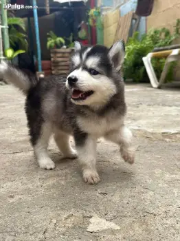 Cachorros huskys en venta