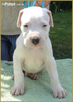 Perros dogo argentino con papeles fci  //pedigri